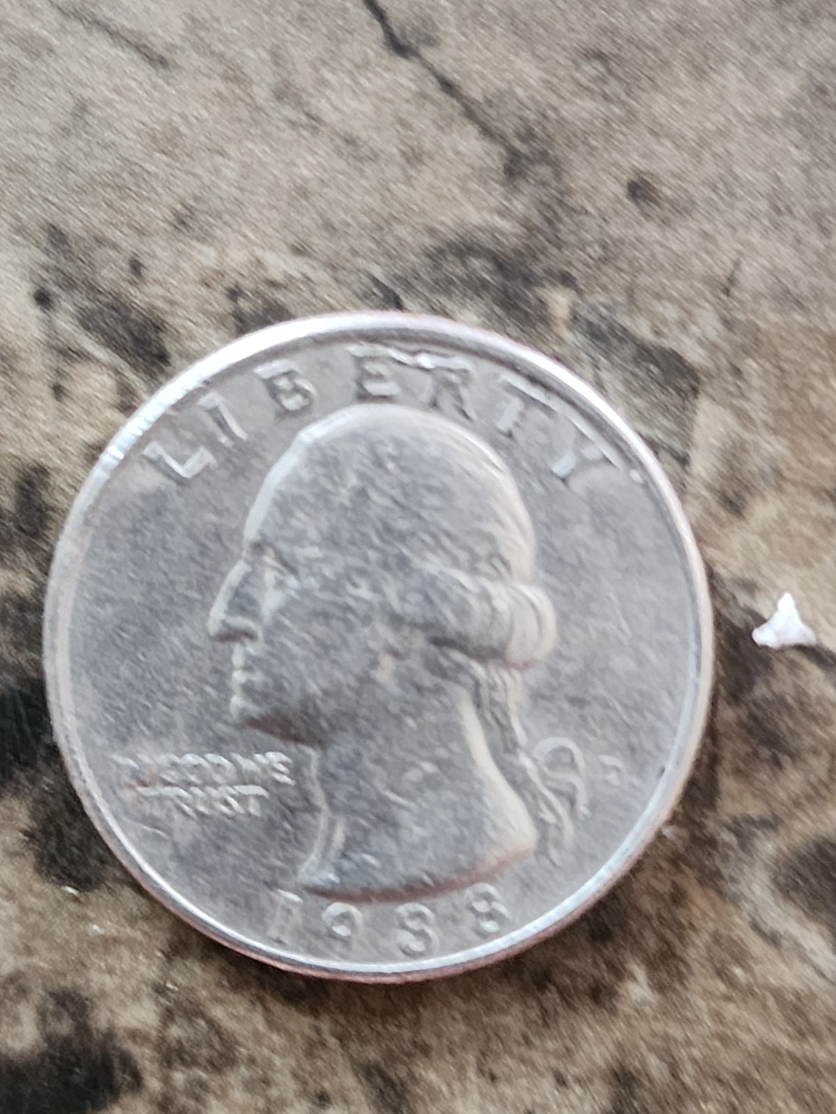 1988 quarter die break cud error showing raised irregular blob at rim where die fractured during production